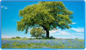 Tree in a Valley in Woodbridge and Manassas VA