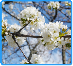 White Flowers in Woodbridge and Manassas VA White Flowers in Woodbridge and Manassas VA
