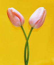 Tulips, Marriage Counseling in Woodbridge VA